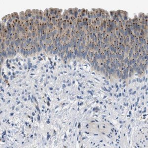 Anti-ADGRE3 antibody produced in rabbit 