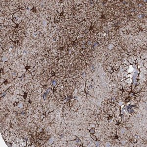 Anti-ADRA1A antibody produced in rabbit 