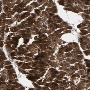 Anti-AGBL2 antibody produced in rabbit 