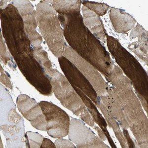 Anti-AGBL3 antibody produced in rabbit 