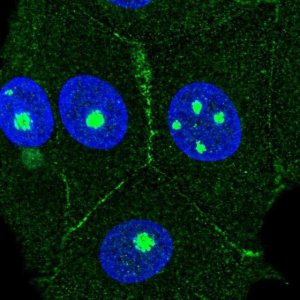 Anti-AGER antibody produced in rabbit 