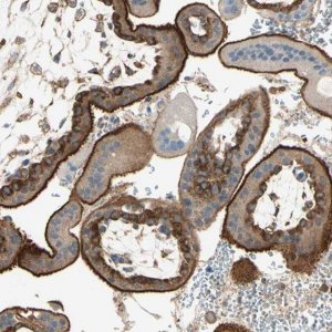 Anti-AGFG1 antibody produced in rabbit HPA008741-100UL