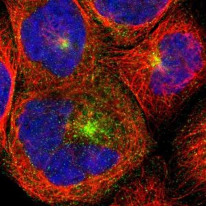 Anti-AGFG1 antibody produced in rabbit HPA008741-100UL