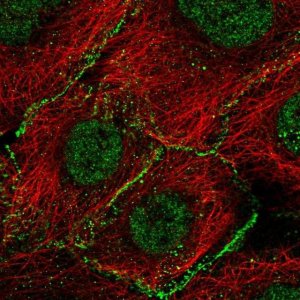 Anti-AGO2 antibody produced in rabbit 