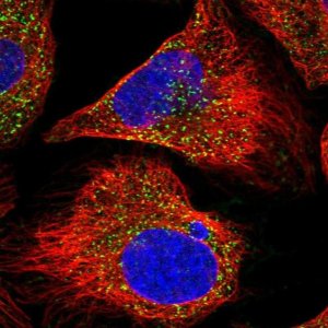 Anti-AGPS antibody produced in rabbit 