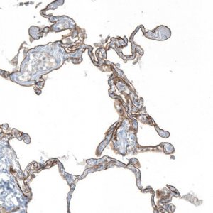 Anti-AGRN antibody produced in rabbit 