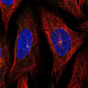 Anti-AHI1 antibody produced in rabbit 