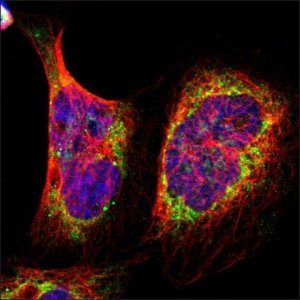 Anti-AIFM3 antibody produced in rabbit HPA001271-100UL