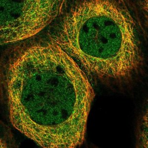 Anti-AIM1 antibody produced in rabbit 
