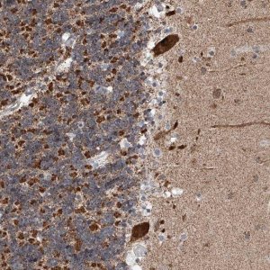 Anti-AIM1L antibody produced in rabbit 