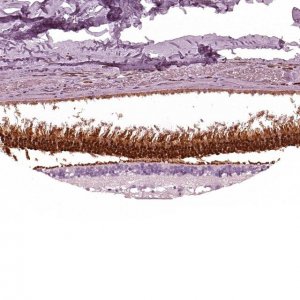 Anti-AIPL1 antibody produced in rabbit 
