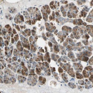 Anti-AKAP9 antibody produced in rabbit 