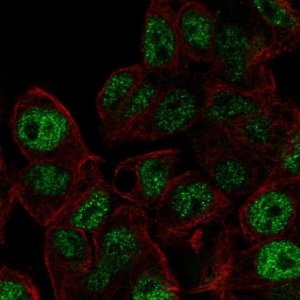 Anti-AKIRIN2 antibody produced in rabbit 