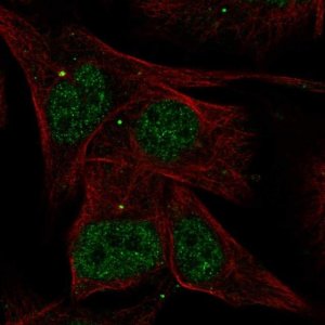 Anti-AKNA antibody produced in rabbit 