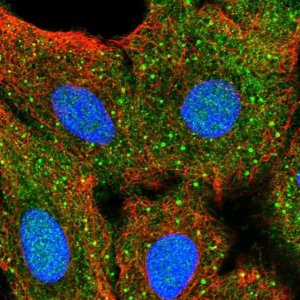 Anti-AKT2 antibody produced in rabbit 