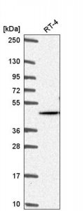 Anti-AKT2 antibody produced in rabbit 