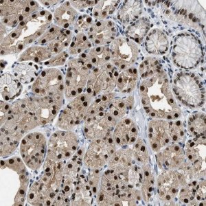 Anti-ALX1 antibody produced in rabbit 