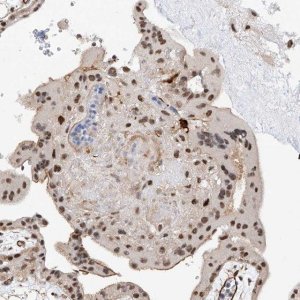 Anti-AMD1 antibody produced in rabbit 