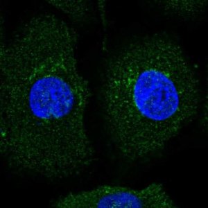 Anti-AMIGO2 antibody produced in rabbit 