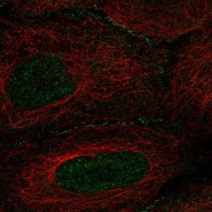 Anti-AMOT antibody produced in rabbit 