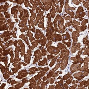 Anti-ANAPC10 antibody produced in rabbit 