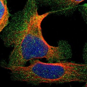 Anti-ANKIB1 antibody produced in rabbit 