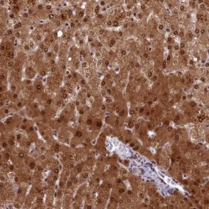 Anti-ANKS3 antibody produced in rabbit 
