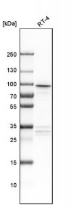 Anti-AP1G2 antibody produced in rabbit 