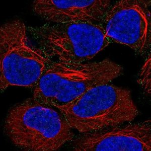 Anti-AP2A2 antibody produced in rabbit 