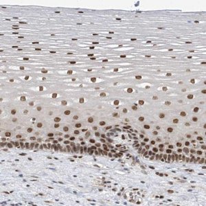 Anti-APLF antibody produced in rabbit 