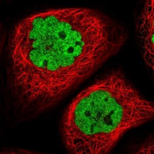 Anti-APLF antibody produced in rabbit 