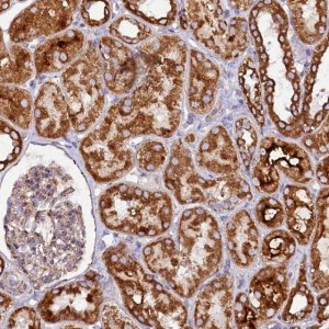Anti-APLP2 antibody produced in rabbit 