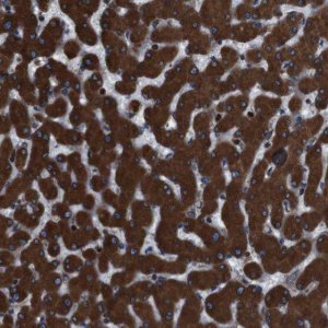 Anti-APMAP antibody produced in rabbit HPA012863-100UL