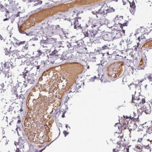 Anti-APOA1 antibody produced in rabbit 