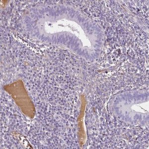 Anti-APOA1 antibody produced in rabbit 
