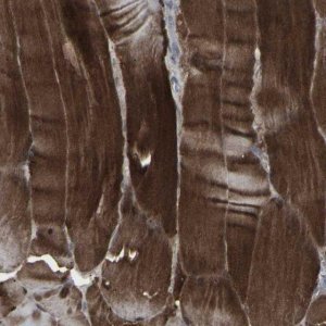 Anti-APOBEC2 antibody produced in rabbit 