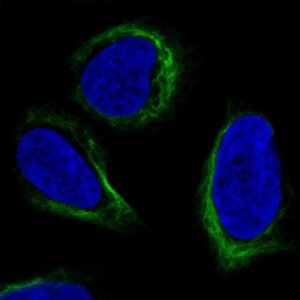 Anti-APOBEC3C antibody produced in rabbit 