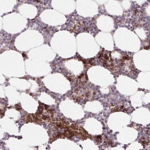 Anti-APOBEC3D antibody produced in rabbit 