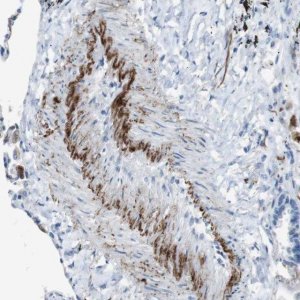 Anti-APOBEC4 antibody produced in rabbit 