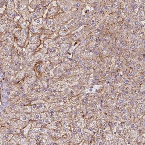 Anti-APOC1 antibody produced in rabbit 