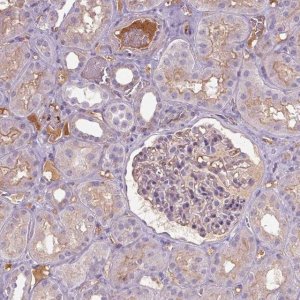 Anti-APOC4 antibody produced in rabbit 
