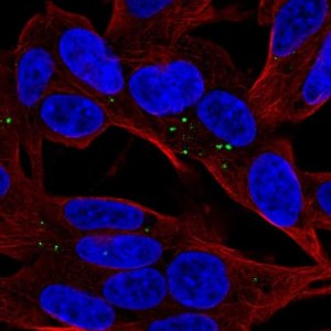 Anti-APOL4 antibody produced in rabbit 