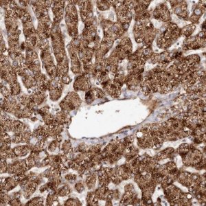 Anti-APOL6 antibody produced in rabbit 