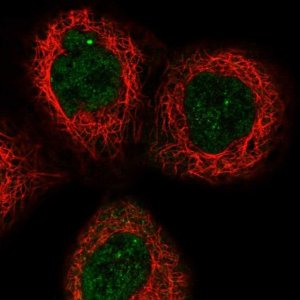 Anti-APOL6 antibody produced in rabbit 