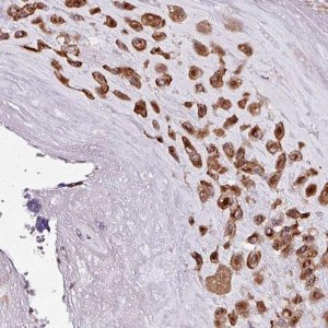 Anti-APOLD1 antibody produced in rabbit HPA052462-100UL