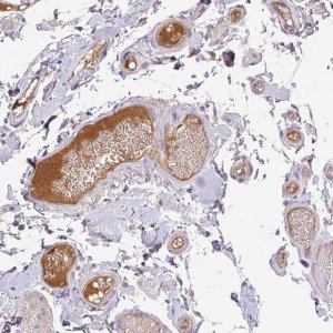 Anti-APOM antibody produced in rabbit HPA051006-100UL