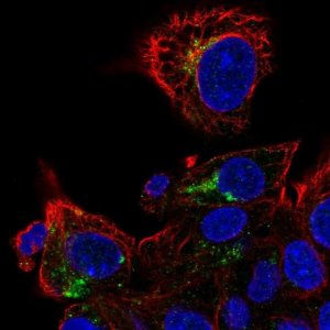 Anti-APOM antibody produced in rabbit HPA051006-100UL