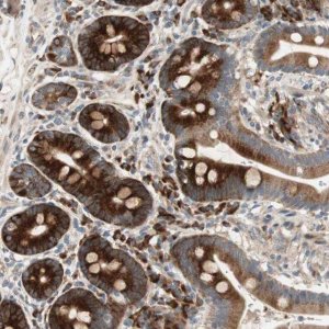 Anti-APOO antibody produced in rabbit 