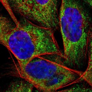 Anti-APOO antibody produced in rabbit 