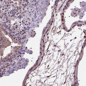 Anti-AREG antibody produced in rabbit 